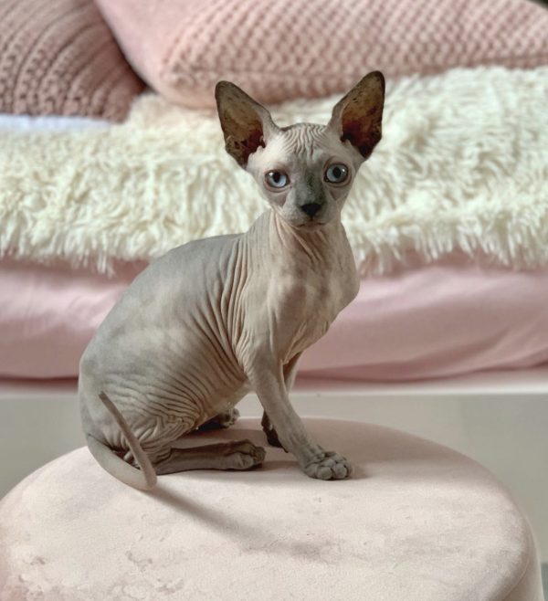 sphynx cat for sale Los Angeles