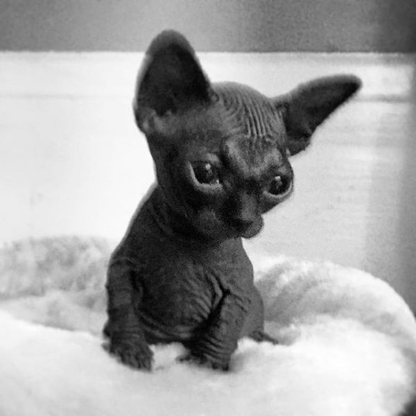 Black sphynx cat for sale 