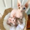 odd eyed sphynx cats for sale