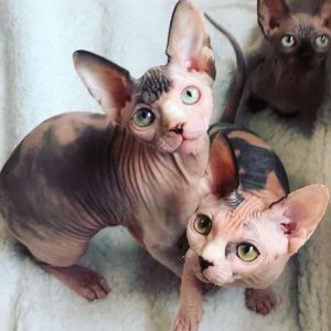 sphynx cats for sale near me