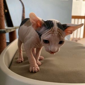 Hairless Cats Available for Sale