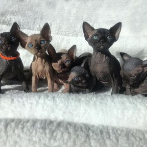Sphynx Kitten For Sale