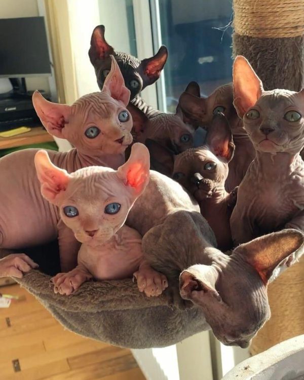 sphynx cats for sale near me Andora